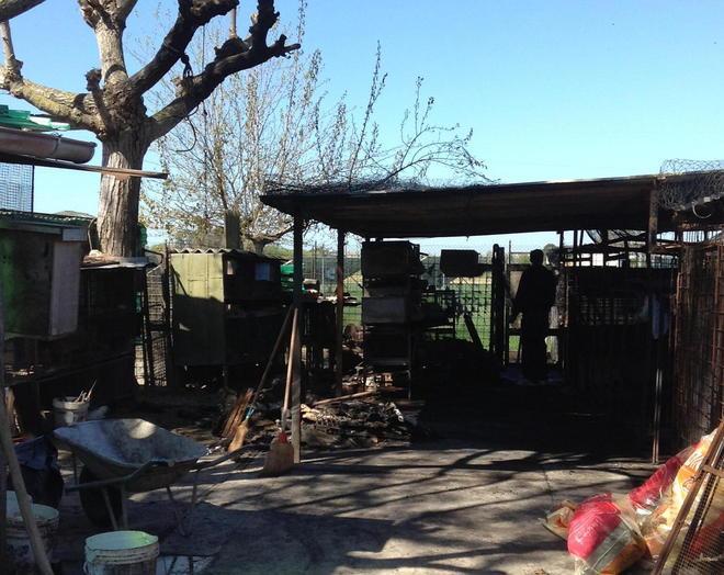 Incendio distrugge baracca morti i conigli