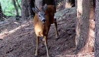 Si scontra con un capriolo in via Vergaiolo 