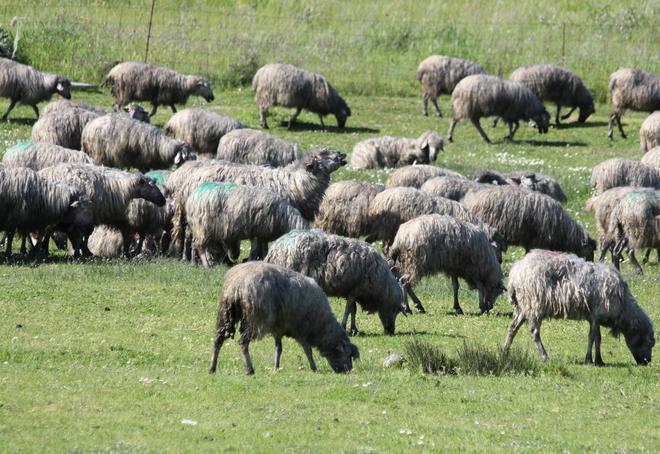 Ottana, il mistero delle pecore nere 