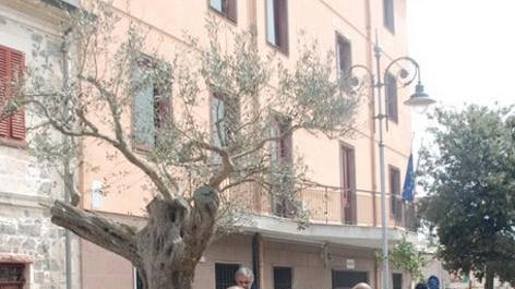Nella piazza un olivo secolare 