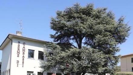 Trasloca il cedro storico delle terme