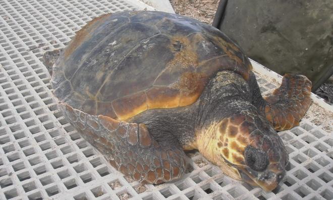 Tartaruga morta nel mare di Vada