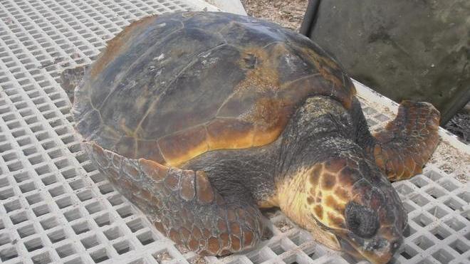 Tartaruga morta nel mare di Vada