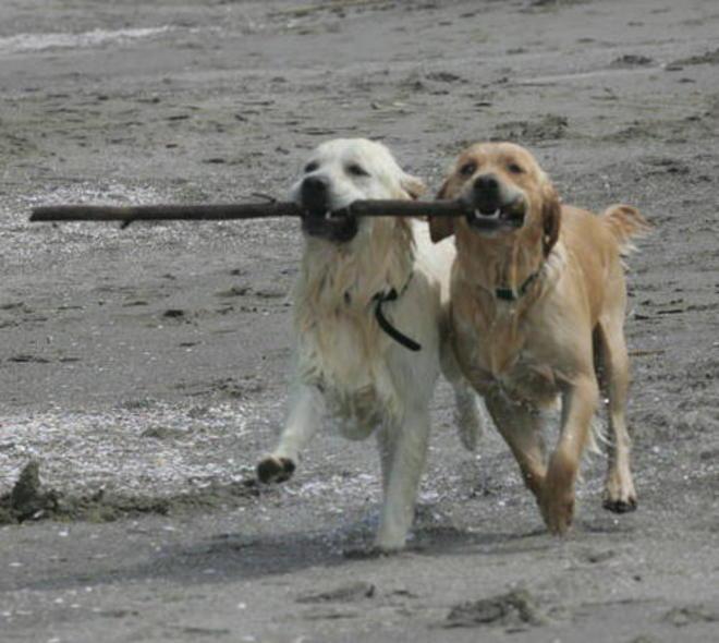 Cani feriti dagli ami abbandonati 