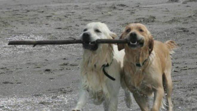 Cani feriti dagli ami abbandonati