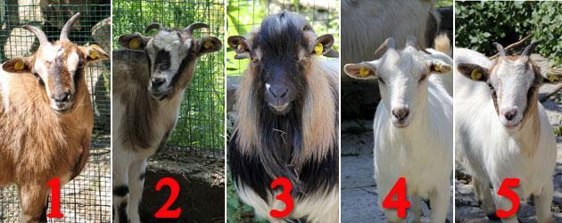 Dai il nome alle caprette nane del Parco di Galceti 