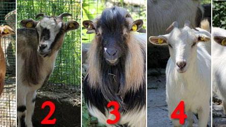 Dai il nome alle caprette nane del Parco di Galceti