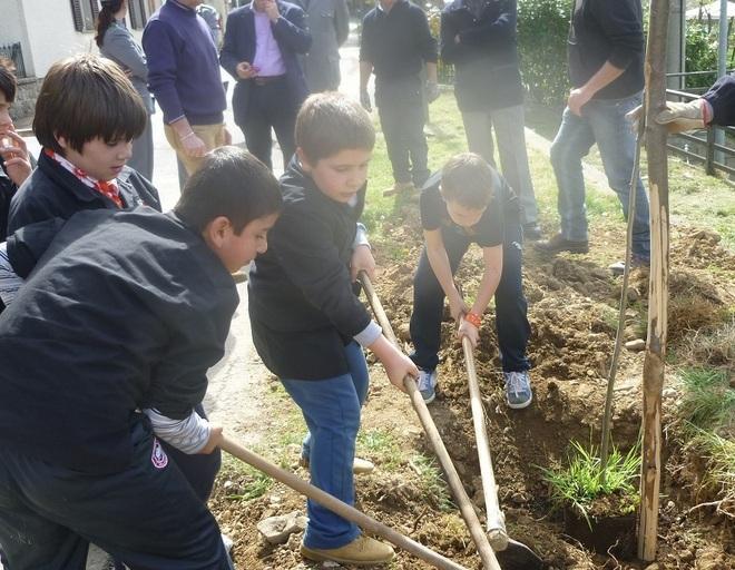 Alberi in festa, arrivano gli aceri 