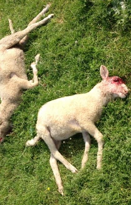 Nuovo massacro, uccisi 11 agnelli 