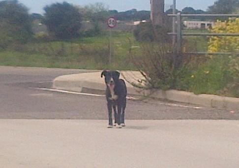Strage di randagi nella zona industriale di Nuoro 