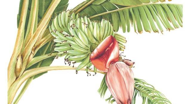 L’arte botanica nel terzo millennio