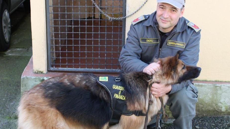 Va in pensione Osin, cane antidroga