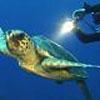 L’incontro tra un sub e una tartaruga di mare 