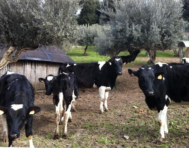 Una mucca colpita da Tbc: abbattuta 
