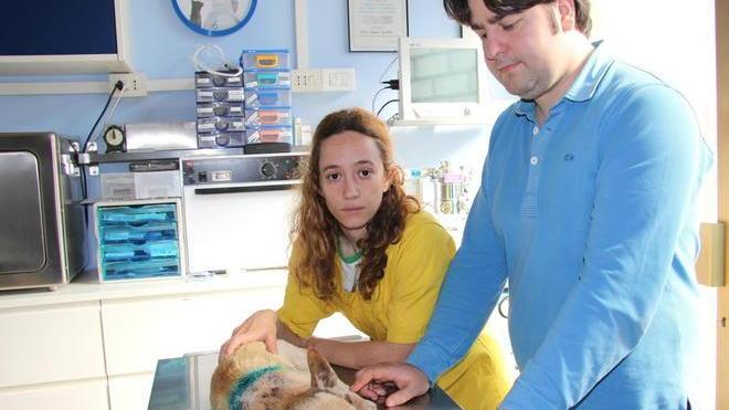 «Un miracolo se Spillo è vivo»