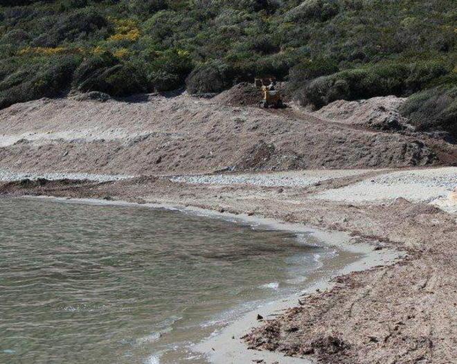 «Una montagna di posidonia nella spiaggia del Parco» 