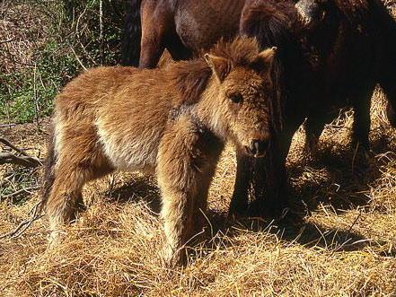Nella gara nazionale di volteggio anche il cavallino di Monterufoli