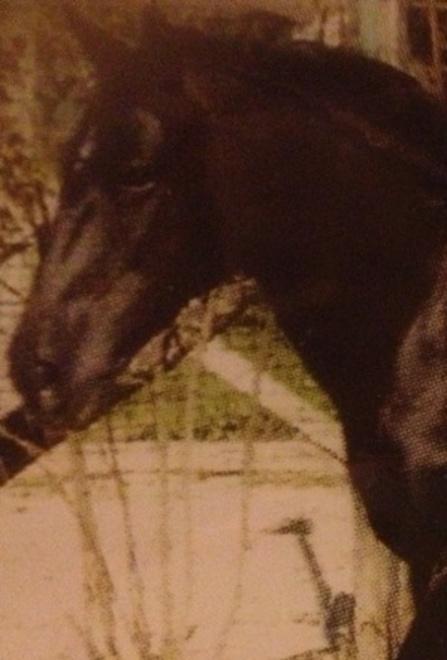 Il cavallo che soccorse il padrone morente