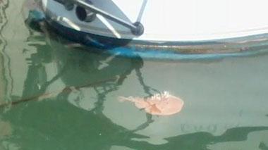 Una razza rossa se ne va a spasso nei fossi della Venezia