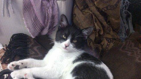 «Hanno sparato al mio gatto Rocky con un fucile a piombini»