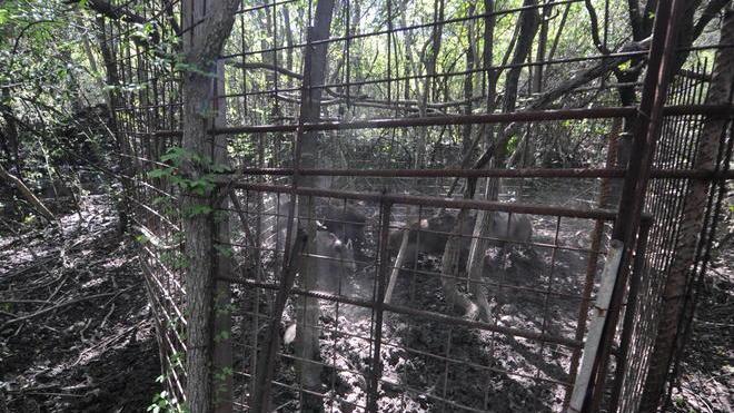 Catturava cinghiali con un gabbione, denunciato un bracconiere