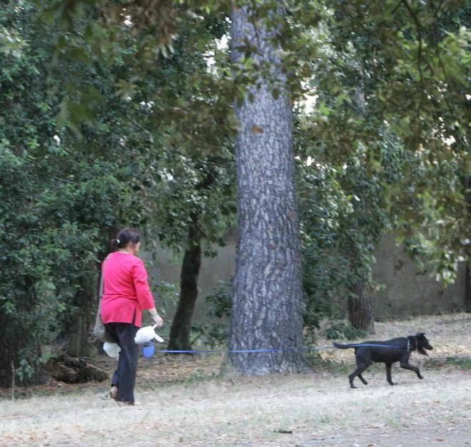 Rifiuti abbandonati e cani senza controllo, coro di lamentele 