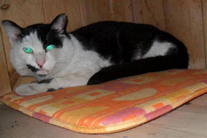 Gatto crea scompiglio alla Upim, si cercano i proprietari 