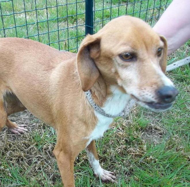 Quasi 200mila euro per i cani 