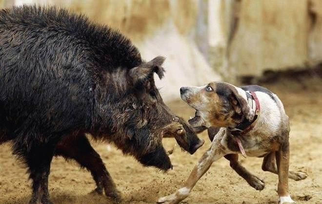 I migliori cani da cinghiale in gara per due giornate