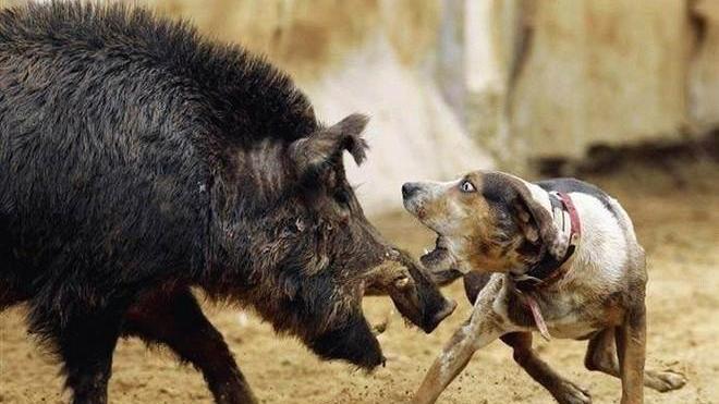 I migliori cani da cinghiale in gara per due giornate