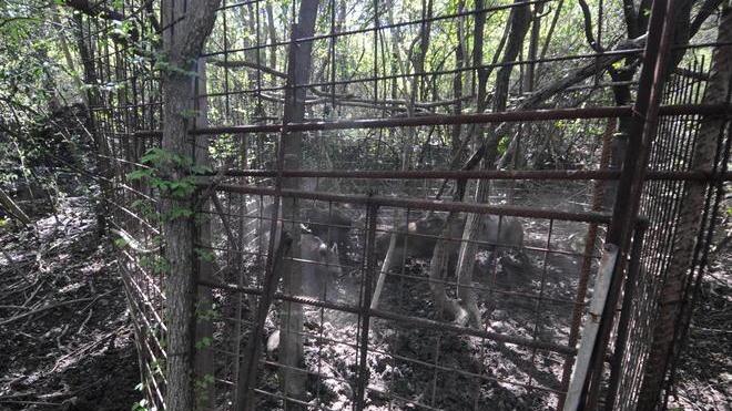 Cinque cinghiali in gabbia, denunciato bracconiere