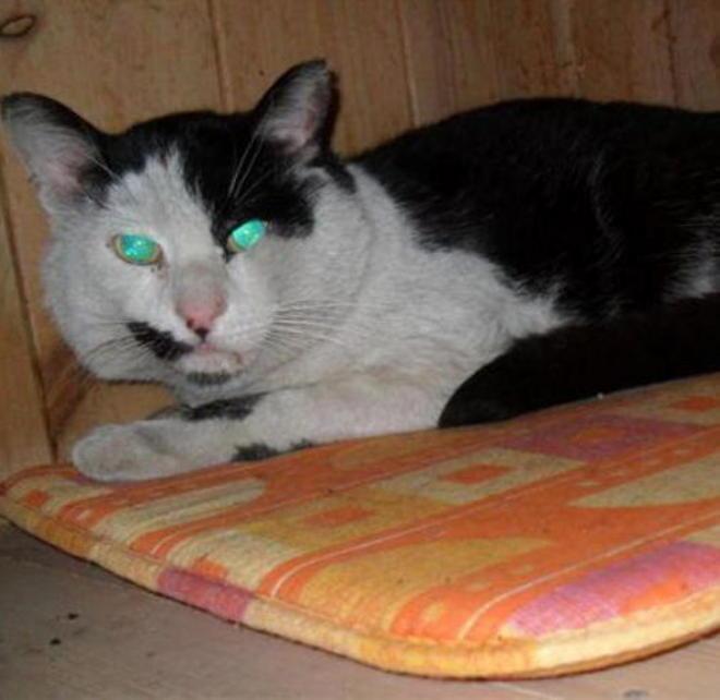 Gatto crea caos alla Upim Si cercano i proprietari