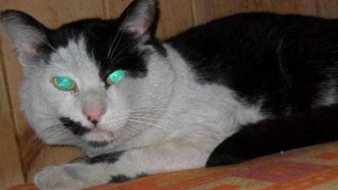 Gatto crea caos alla Upim Si cercano i proprietari