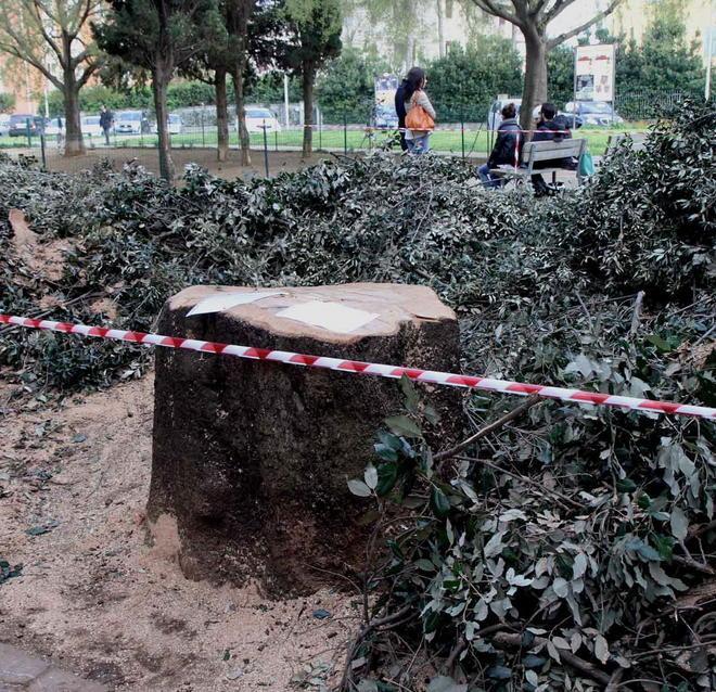 Quercia centenaria di via Orlandi Ancora polemiche