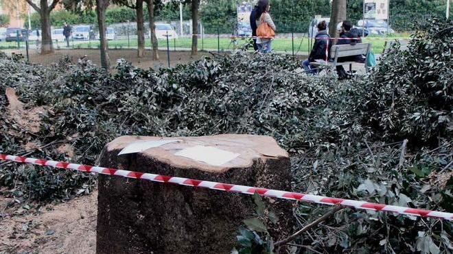 Quercia centenaria di via Orlandi Ancora polemiche
