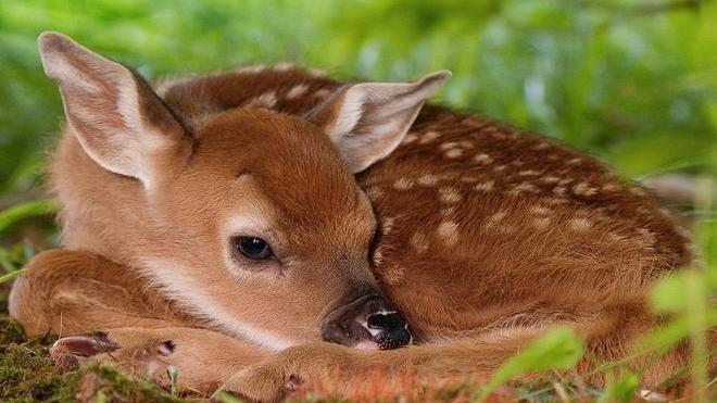 Non toccate i cuccioli di capriolo lasciati nei prati