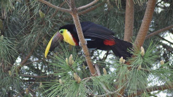 Raro esemplare di tucano catturato dagli agenti della Forestale