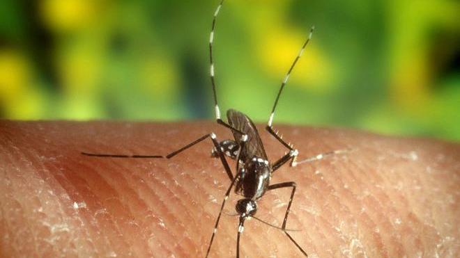 Litorale invaso dalle zanzare giganti
