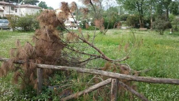 Verde pubblico nel degrado intanto il Comune multa i privati 
