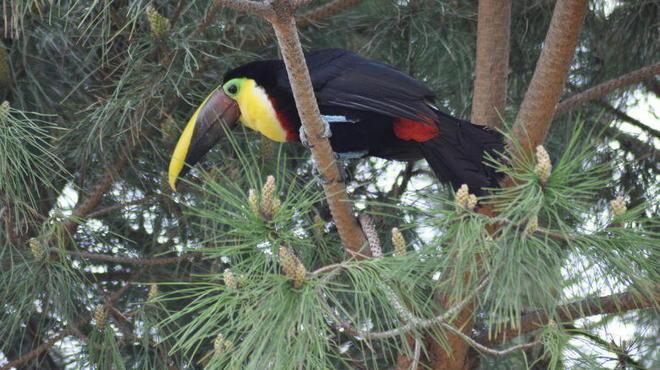Recuperato in pineta un raro esemplare di tucano di Swainson 