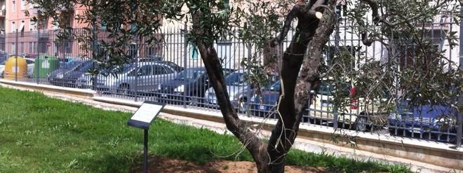 Un ulivo per ricordare Matilde