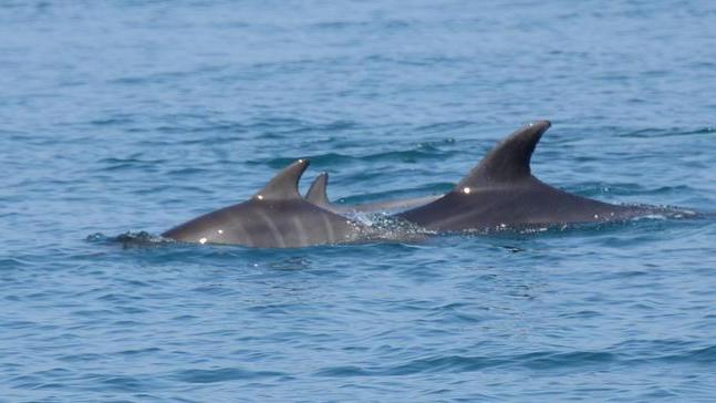 Un delfino in più davanti a Viareggio, si chiama Carnevale