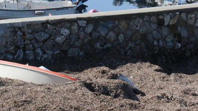 «Quei rifiuti in mare sono da togliere»