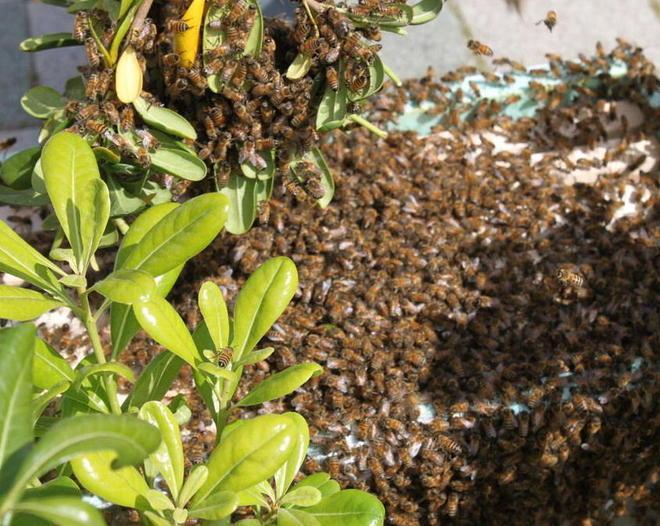 Sciame di 30mila api alla Porta a terra 
