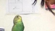 E' scomparso Coco, la mascotte di via Elisa