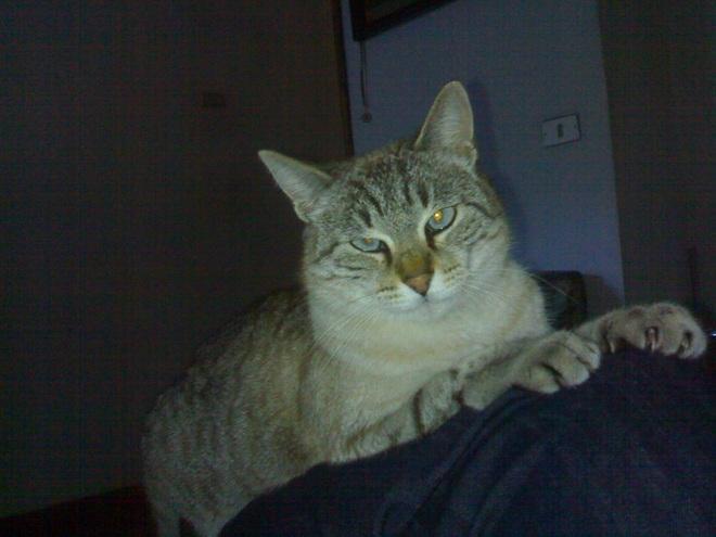 Gattina muore avvelenata. Allarme a Vernio in via del Borgo 