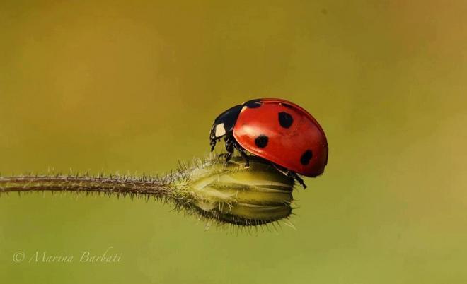 Una ventiquattrenne pratese sulla copertina Facebook del National geographic 