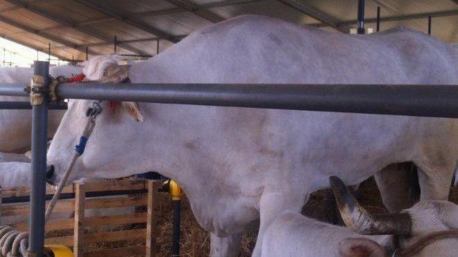 Qualità che vince con la razza chianina