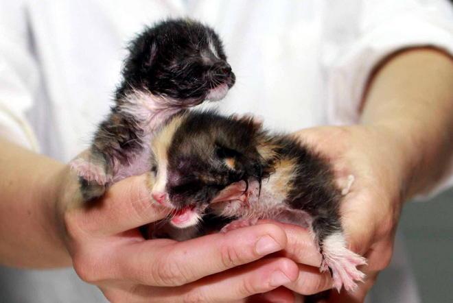 Sos gattini abbandonati L’Enpa: fateli svezzare 