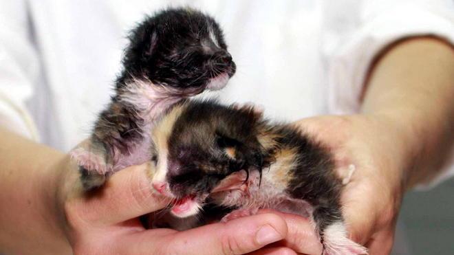 Sos gattini abbandonati L’Enpa: fateli svezzare
